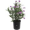 NATURE'S WAY FARMS Ruellia Purple Live Outdoor Plant in Growers Pot Avg Shipping Height 2 ft. to 3 ft. Tall