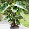 VAN ZYVERDEN Elephant Ear Mojito Bulbs (3-Pack)