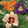 VAN ZYVERDEN Daylilies Once In a Lifetime Blend Roots (Set of 20)