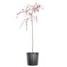 Perfect Plants 4-5 ft. Tall Pink Cascade Weeping Peach Tree in Grower's Pot, Incredible Early Spring Blooms