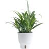 Costa Farms Trending Tropicals Silver Streak Indoor Plant in 6 in. White Planter, Average Shipping Height 1-2 ft. Tall