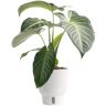 Costa Farms Trending Tropical Xanthosoma Indoor Plant in 6 in. Self-Watering Pot