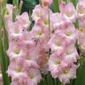 VAN ZYVERDEN Gladiolus Large Flowering Rose Supreme (Set of 12 Bulbs)