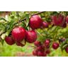 Online Orchards 3 ft. Red Delicious Apple Tree with Deep Ruby Red Fruit Best for Fresh Eating