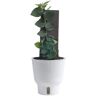 Costa Farms Trending Tropicals Shingle Rhaphidophroa Hayi Indoor Plant in 6 in. White Pot, Avg. Shipping Height 1-2 ft. Tall