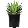 NATURE'S WAY FARMS Agave Quadricolor Live Outdoor Plant in Growers Pot Average Shipping Height 1-2 Ft. Tall