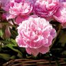 VAN ZYVERDEN Peony Sarah Bernhardt Roots (6-Pack)