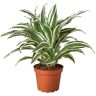 White Jewel (Dracaena) Plant in 6 in. Grower Pot