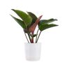 United Red Congo Live Philodendron Tatei Indoor Plant in 10 in. White Decor Pot