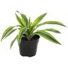 ALTMAN PLANTS Dracaena warneckii Lemon Lime Dragon Tree Live Indoor Houseplant in 8 in. Grower Pot