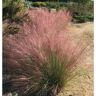 VAN ZYVERDEN Ornamental Grass Muhly Pink One 3.25 in. Dormant Potted Plant