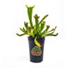 KILLER PLANT COMPANY Sarracenia - Judith Hindle - Carnivorous Pitcher Plant - Trumpet Pitcher