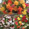 VAN ZYVERDEN Begonia Collection 3-Variety Bulbs (15-Pack)