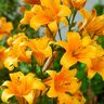 VAN ZYVERDEN Lilies Premium OT Hybrid Orange Planet (Set of 5 Mammoth Bulbs)
