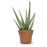 SMART PLANET 6 in. Single Aloe Vera in Panterra Clay Deco Pot