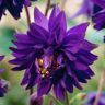 VAN ZYVERDEN Aquilegia Columbine Blue Barlow (Set of 5 Roots)