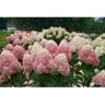 PROVEN WINNERS 3 Gal. Limelight Prime Hydrangea (Arborescens) Live Shrub, Green and Pink Flowers