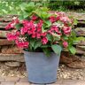 BELL NURSERY 3 Gal. Cherry Explosion Hydrangea (Hydrangea macrophylla) Live Flowering Shrub with Red Flowers