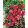 BELL NURSERY 1 Gal. Stewartstonian Azalea Live Flowering Evergreen Shrub, Orange-Red Flowers