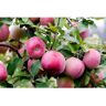 Online Orchards 3 ft. Red McIntosh Apple Tree with Scarlet Splashed Tart Fruit Great for Eating and Baking