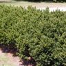 Gardens Alive! 2.25 Gal. Pot Browni Globe Yew (Taxus), Live Bareroot Evergreen Shrub (1-Pack)