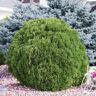 Gardens Alive! 2.25 Gal. Pot Woodward Globe Arborvitae (Thuja), Live Evergreen Shrub (1-Pack)