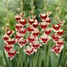 VAN ZYVERDEN Gladiolus Novelty Butterfly Belinda (Set of 12 Bulbs)