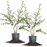 Perfect Plants 5 Gal. River Birch Tree (2-Pack)