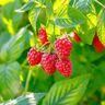 Garden State Bulb Raspberry Heritage, 1 Year Live Bare Root Plant (Bag of 2)