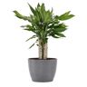 United Dracaena Sol Dragon Tree in 6 inch Premium Sustainable Ecopots Grey Pot with Removeable Drainage Plug