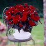 VAN ZYVERDEN Begonias Switzerland (Set of 5 Bulbs)