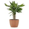 United Dracaena Sol Dragon Tree Live Plant in 6 inch Premium Sustainable Ecopots Terracotta Pot with Removeable Drainage Plug