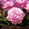 VAN ZYVERDEN Peonies Sarah Bernhardt Roots (Set of 3)