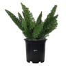 NATURE'S WAY FARMS Asparagus Meyerii Fern Live Outdoor Plant in Growers Pot Average Shipping Height 1-2 Ft. Tall