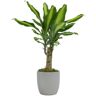 ALTMAN PLANTS Dragon Tree (Dracaena steudneri Sunrise) Live House Plant with 4.25 in. Decorative Ceramic Pot