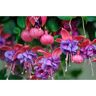 BELL NURSERY 11 in. Windchimes Dark Eyes Fuchsia Annual Live Plant in Hanging Basket