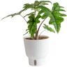 Costa Farms Trending Tropical Alocasia Jacklyn Indoor Plant in 6 in. Self-Watering Pot