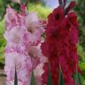 VAN ZYVERDEN Gladiolus Magenta Blend Set of 25 Bulbs