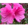 BELL NURSERY 1 Gal. Renee Michelle Azalea, Live Evergreen Shrub, Deep Pink Ruffled Flowers (3-Pack)