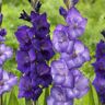 VAN ZYVERDEN Gladiolus Cyan Blend Set of 25 Bulbs