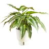 Costa Farms 6 in. Trending Tropicals Schismatoglottis Plant in White Decor Pot