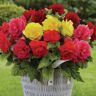 VAN ZYVERDEN Begonias NonStop Mixed (Set of 5 Bulbs)