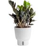 Costa Farms Trending Tropical Raven ZZ Indoor Plant in 6 in. Pot, Avg. Shipping Height 10 in. Tall