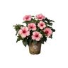 HOLLYWOOD HIBISCUS 2 Gal. Hollywood Trophy Wife Pink Flower Annual Hibiscus Plant