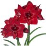 Breck's 4 in. Bulb Red Reality Amaryllis Dormant Red Flowering (1-Pack)