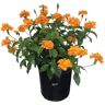 NATURE'S WAY FARMS Crossandra Orange Live Outdoor Plant in Growers Pot Average Shipping Height 2-3 Ft. Tall