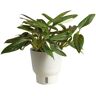 Costa Farms Trending Tropical Monstera Cobra Indoor Plant in 6 in. Self-Watering Pot