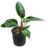 national PLANT NETWORK Rojo Congo Philodendron Plant (Philodendron) in 10 in. Grower Container 1-Plant