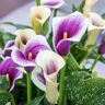 Breck's White and Purple Flowers Picasso Calla Lily Bulb (1-Pack)