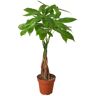 Money Tree Guiana Chestnut (Pachira Braid) Plant in 4 in. Grower Pot